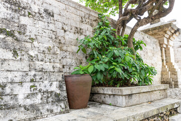 Brown pot with a plant in it sits on a stone ledge next to a wall