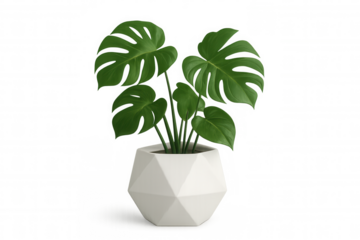 Monstera deliciosa houseplant in white geometric pot, creating a modern interior decor element, transparent background