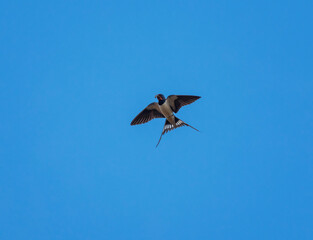 A barn swallow bird is flying against the blue sky and caught an insect fly