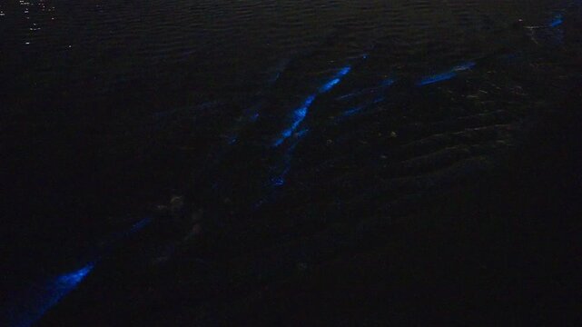 Bioluminescence (Noctiluca scintillans) in the waves
