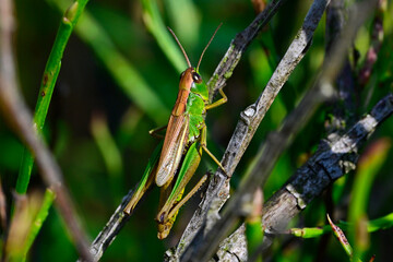 Water-meadow grasshopper // Sumpfgrashüpfer (Pseudochorthippus montanus) 
