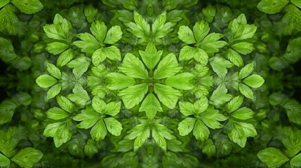 Symmetrical kaleidoscopic pattern of vibrant green leaves, creating a natural, organic mandala design