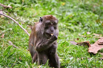 Javanese monkey eating