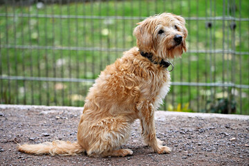 portrait of a Kromfohrländer German dog breed