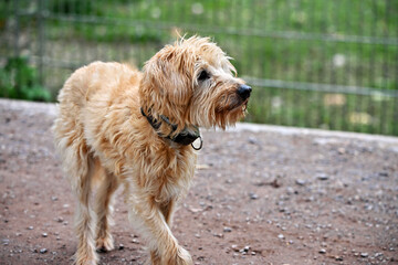 Cute Kromfohrländer dog breed on a walk