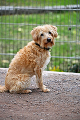 Cute Kromfohrländer German dog breed in the park