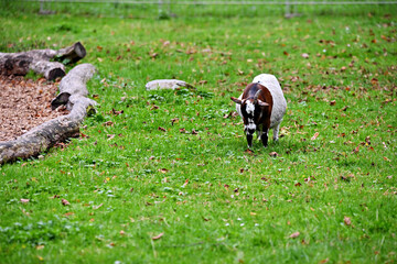black and white goat on a meadow