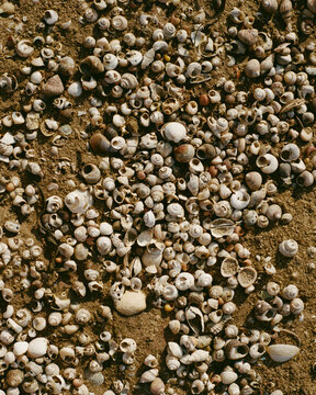 Shells