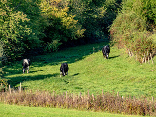 Kühe grasen auf einer Weide