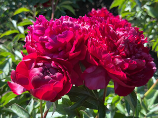 Peonies blooms red pink petals.