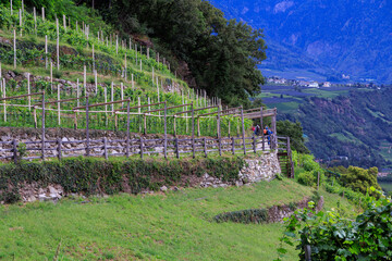 Lagundo Waalweg path and vineyard in Algund, South Tyrol, Italy