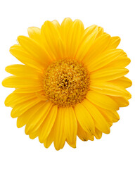 Bright yellow daisy blossom isolated on transparent background