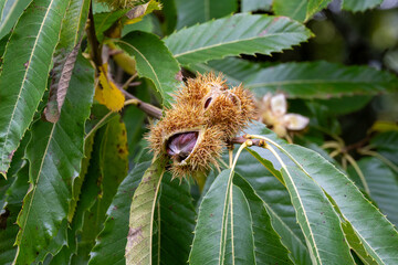 chestnuts on a tree