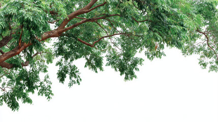 Green tree branch with lush leaves arching across white background, natural canopy framing empty space with airy, peaceful mood