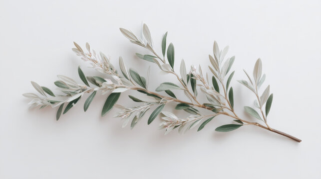 Olive branch with silvery green leaves and slender stem on white background conveying calm natural elegance and minimal botanical composition