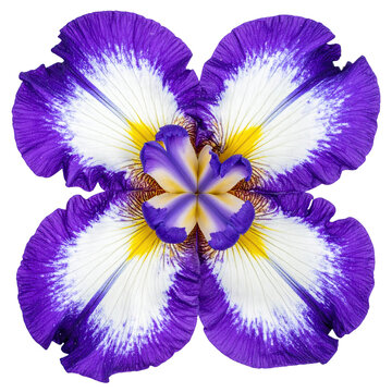 Symmetrical close-up of an iris bloom showing vibrant purple, white, and yellow petals
