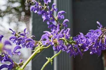 Close up of purple flowers