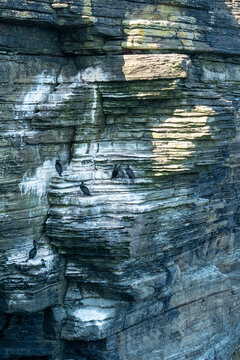 Colony of Shag birds on dramatic cliffs