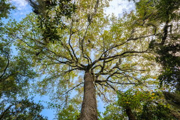 Fototapeta premium Explore the serene beauty of Beaufort, South Carolina, with lush forests and vibrant landscapes
