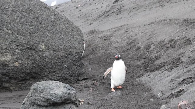 Penguin colony at  being very active, antarctic peninsula, antarctica