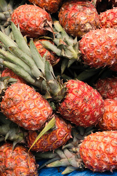 Pineapple from Kolli Hills