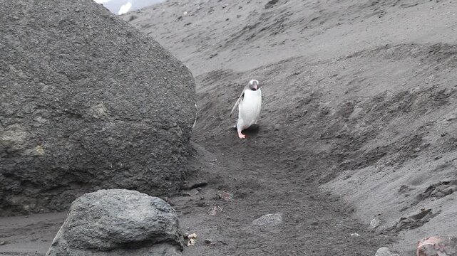 Penguin colony at  being very active, antarctic peninsula, antarctica