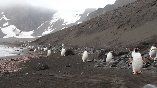 Very big herd of many penguins on a remote beach taking care of young and nest in Antarctica