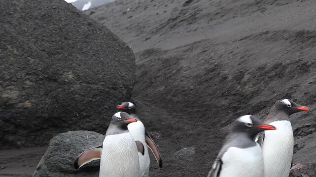 Penguin colony at  being very active, antarctic peninsula, antarctica