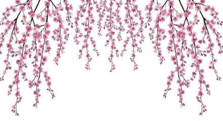 Delicate Cherry Blossom Branches Frame a Serene White Canvas.