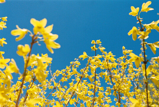 Forsythia flowers and blue sky
