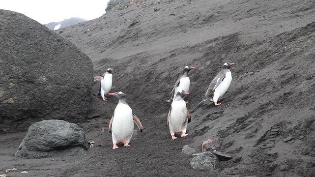 Penguin colony at  being very active, antarctic peninsula, antarctica