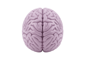 Human brain model isolated on transparent background, anatomical organ for medical study and science education PNG