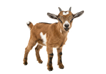 Cute brown baby goat isolated on transparent background, adorable farm animal kid in full length portrait for livestock and pet concepts © Hughes