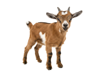 Cute brown baby goat isolated on transparent background, adorable farm animal kid in full length portrait for livestock and pet concepts