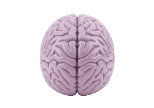 Human brain model isolated on transparent background, anatomical organ for medical study and science education PNG