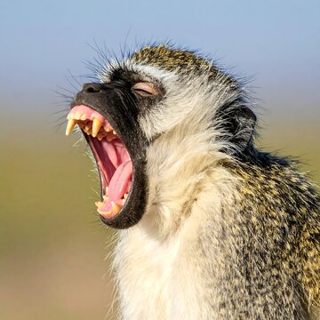 Close-up portrait of an alert monkey with teeth bared