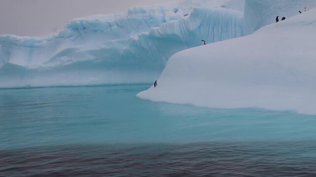A penguin jumps out of the water onto an iceberg. Penguins on an icy iceberg in Antarctica.