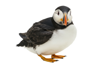 Atlantic puffin isolated PNG, seabird with colorful beak on transparent background, cute bird for design projects