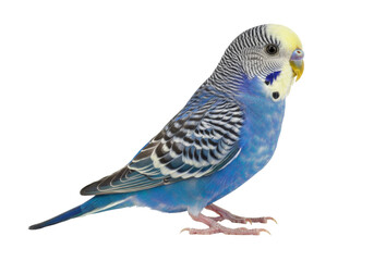 Blue parakeet isolated PNG on transparent background, colorful budgie with black stripes and yellow head, small pet bird for design