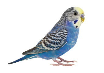 Blue parakeet isolated PNG on transparent background, colorful budgie with black stripes and yellow head, small pet bird for design