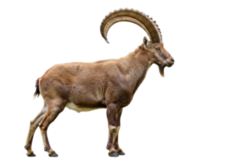 Alpine ibex isolated PNG, majestic wild goat with large curved horns on transparent background, wildlife animal for design and educational use