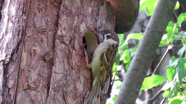 A sparrow feeds its chicks in a tree hollow.
