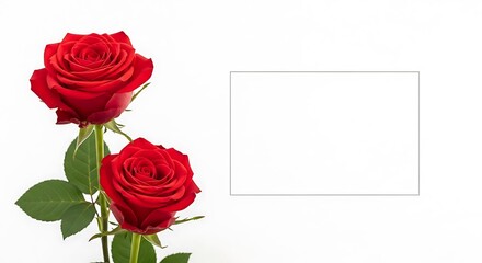 Two Red Roses on White Background with Blank Space for Text.