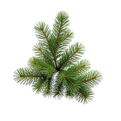 Isolated evergreen sprig on black background, lush green needles