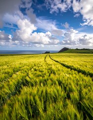 Golden wheat field, horizon to ocean.  Sky full of clouds