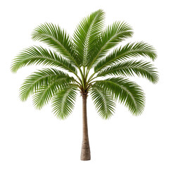 Lush green palm tree against a black background. Detailed leaves and trunk