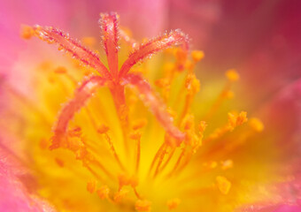 Highly Detailed Macro of Yellow Pollen on Flower with Vibrant Pink Background – Perfect for Scientific, Educational, and Creative Design Projects
