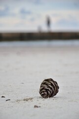 pinecone, pine_cone, cone, nature, forest, woodland, pine, autumn, fall, natural, closeup, macro, brown, texture, outdoors, botanical, evergreen, seeds, rustic, aesthetic
