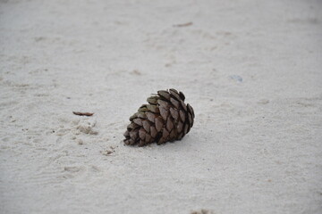 pinecone, pine_cone, cone, nature, forest, woodland, pine, autumn, fall, natural, closeup, macro, brown, texture, outdoors, botanical, evergreen, seeds, rustic, aesthetic