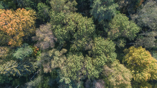 Fototapeta Aerial autumn forest with many trees and leaves on the ground. The leaves are yellow and brown. trees are tall and spreading. Autumn forest background view from above, drone photo